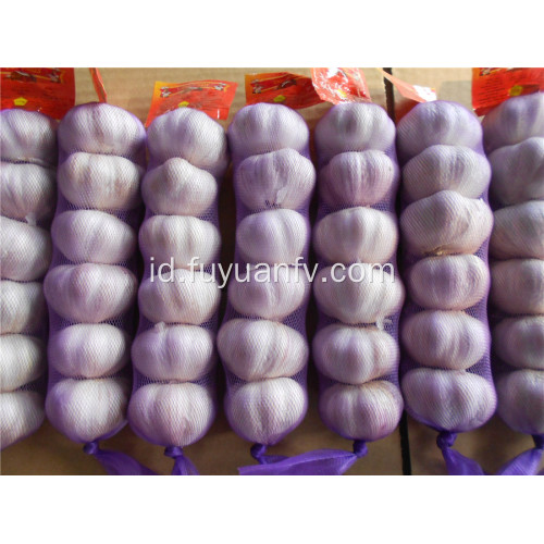 5.0-5.5CM Bawang putih putih normal